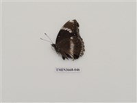 藏品(蛺蝶科(2))的圖片